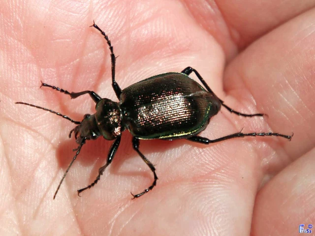 Calosoma inquisitor - kis bábrabló