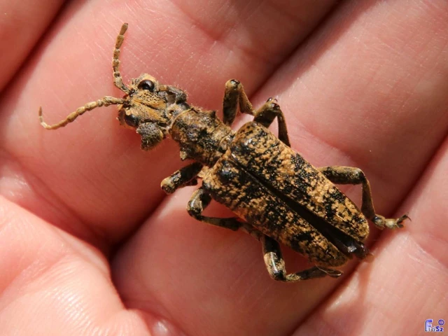 Rhagium sycophanta - tölgyes-tövisescincér