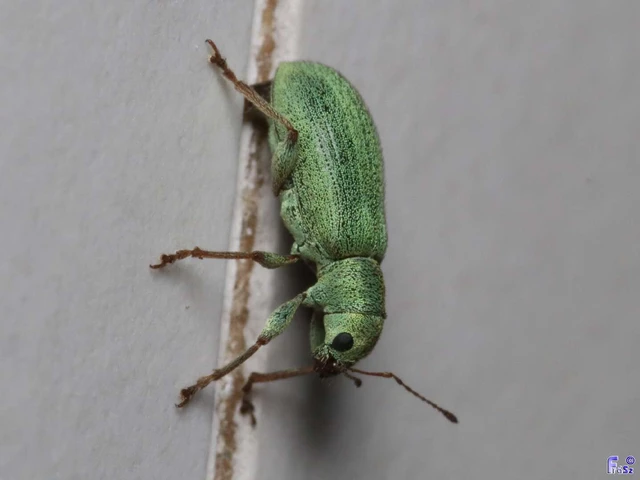 Pachyrhinus lethierryi - tujarontó ormányos