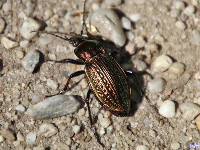 Carabus ulrichii - rezes futrinka Carabus ulrichii - rezes futrinka