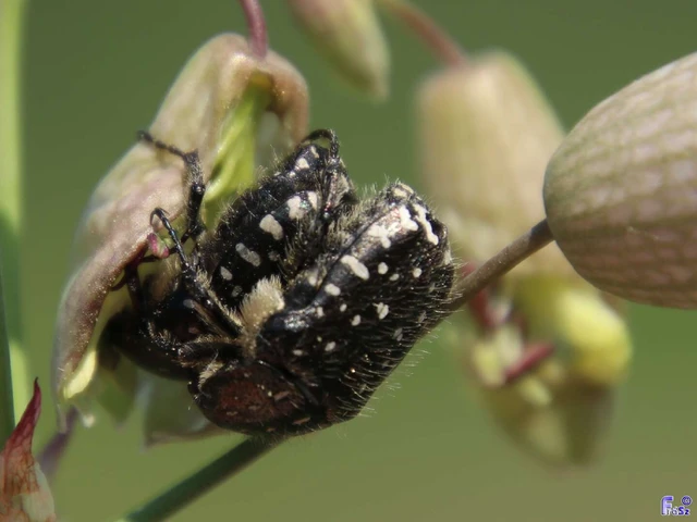 Oxythyrea funesta - sokpettyes virágbogár