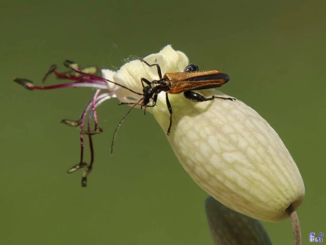 Oedemera femorata - sárgahátú álcincér