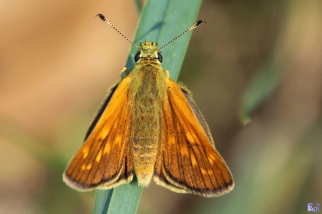 Ochlodes sylvanus - erdei busalepke