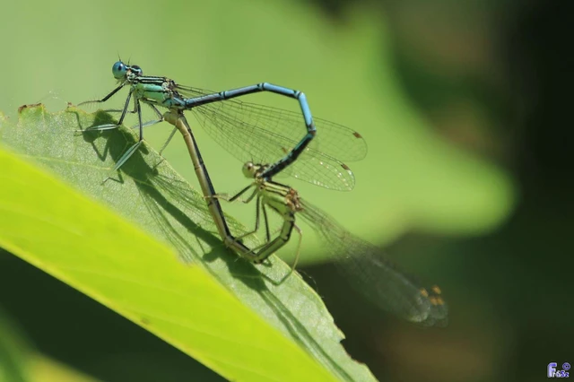Platycnemis pennipes - széleslábú szitakötő