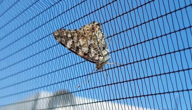 Vanessa cardui - bogáncslepke