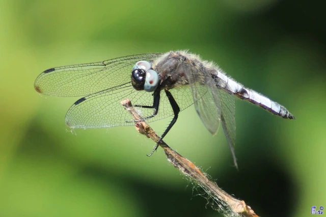 Libellula fulva - kisfoltos laposacsa