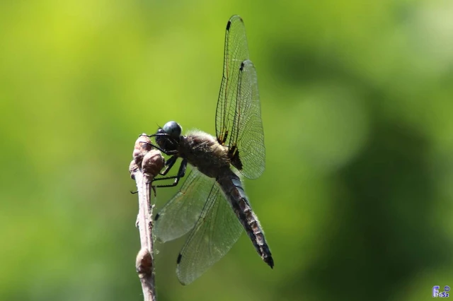 Libellula fulva - kisfoltos laposacsa