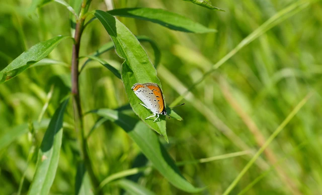 Lycaena dispar rutilus - nagy tűzlepke
