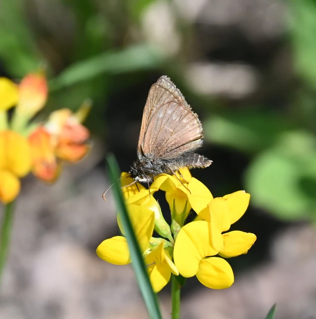 Erynnis tages - cigánylepke