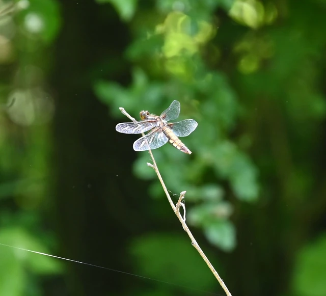 Libellula depressa - széles laposacsa