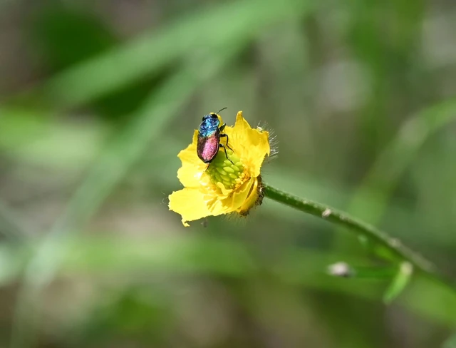 Anthaxia salicis - bíboros virágdíszbogár