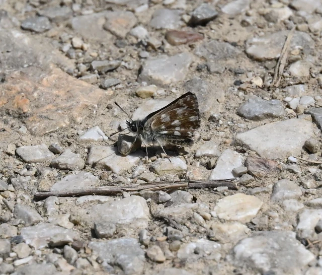 Spialia orbifer - törpe busalepke