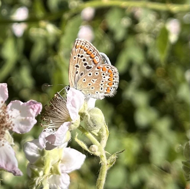 Polyommatus icarus - közönséges boglárka