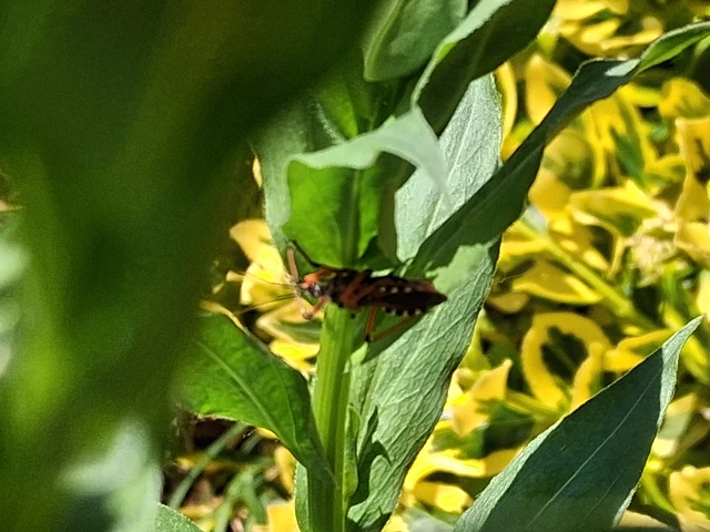 Rhynocoris iracundus - közönséges gyilkospoloska