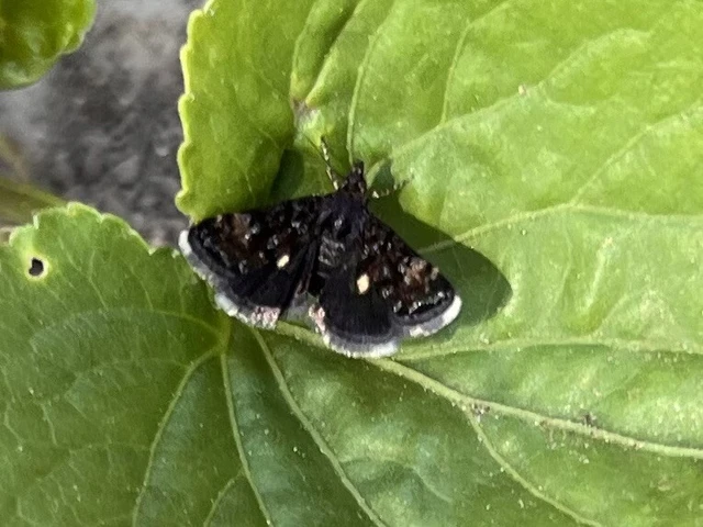 Heliothela wulfeniana - fényes kormosmoly