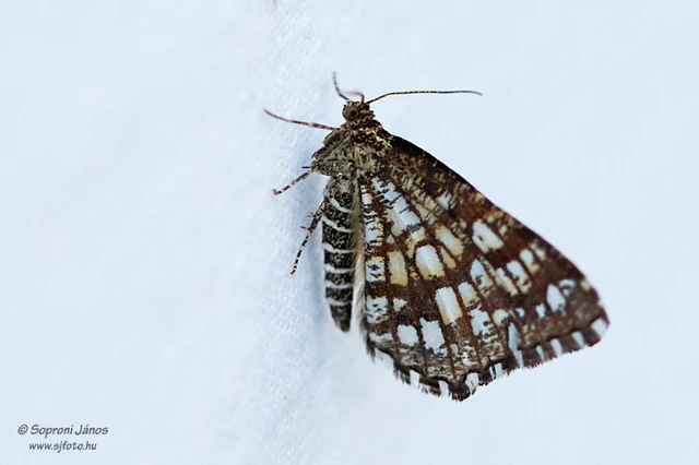 Chiasmia clathrata - rácsos rétiaraszoló