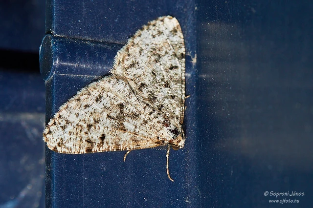 Fagivorina arenaria - bükkfaaraszoló