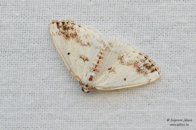 Lomographa temerata - foltos fehéraraszoló