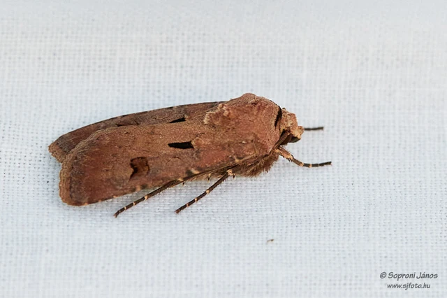 Agrotis exclamationis - felkiáltójeles földibagoly
