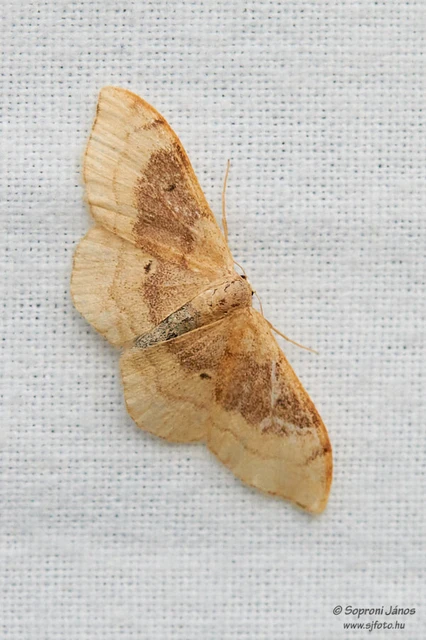 Idaea degeneraria - barnasávos araszoló