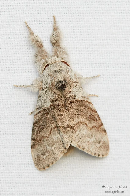 Calliteara pudibunda - hamvasszövő