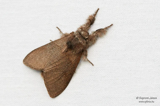 Calliteara pudibunda - hamvasszövő