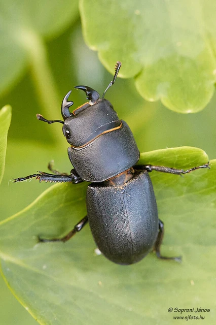 Dorcus parallelipipedus - kis szarvasbogár