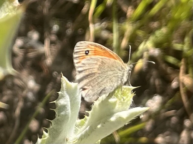 Coenonympha pamphilus - kis szénalepke