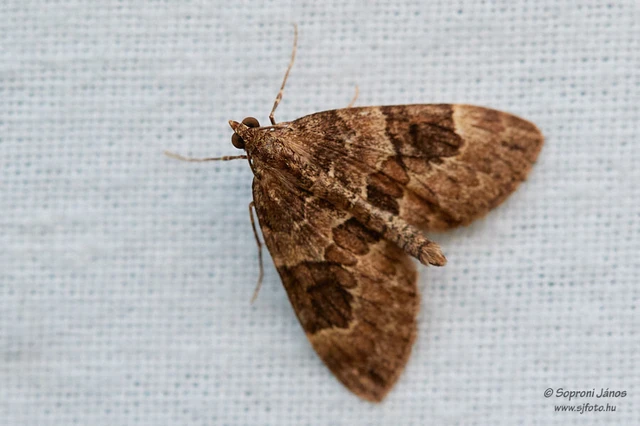 Thera variata/britannica