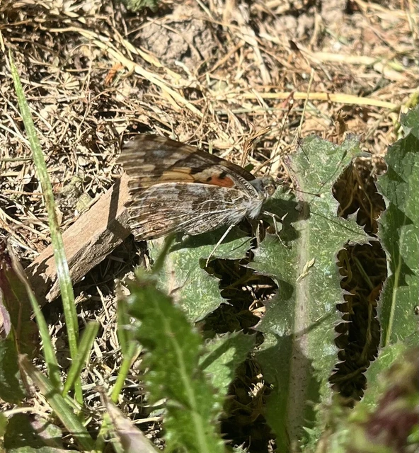 Vanessa cardui - bogáncslepke