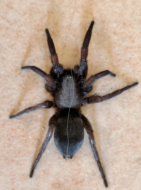 Scotophaeus
