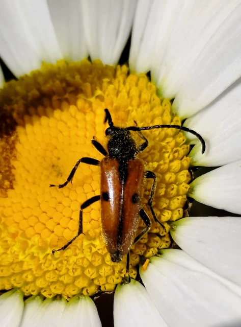 Vadonia unipunctata - kétpettyes virágcincér