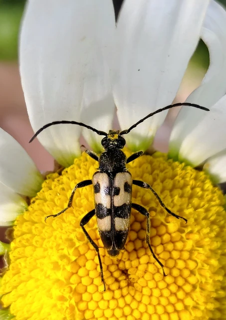Pachytodes erraticus - rajzos virágcincér