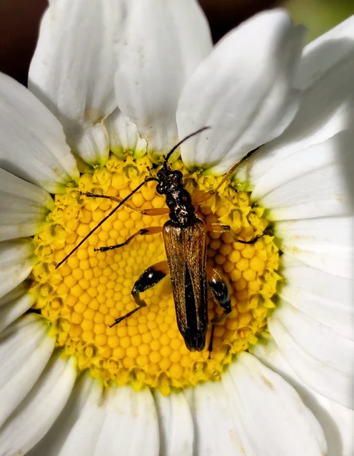 Oedemera podagrariae - székfű-álcincér