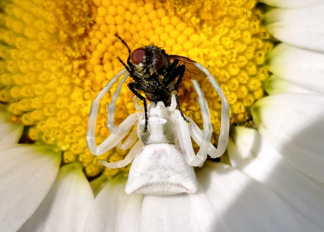 Thomisus onustus - fehér karolópók