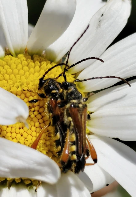 Stenopterus rufus - tarkacsápú keskenyfedőscincér