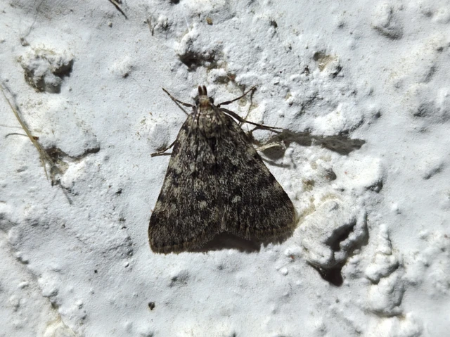 Aglossa pinguinalis - zsiradékmoly