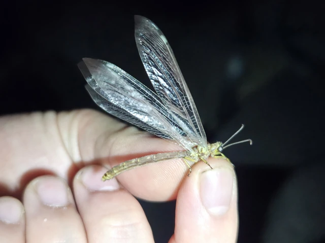 Distoleon tetragrammicus - négyfoltos hangyaleső