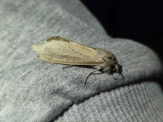 Phragmataecia castaneae - nádfúrólepke