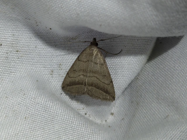 Herminia tenuialis - feketevonalas karcsúbagoly