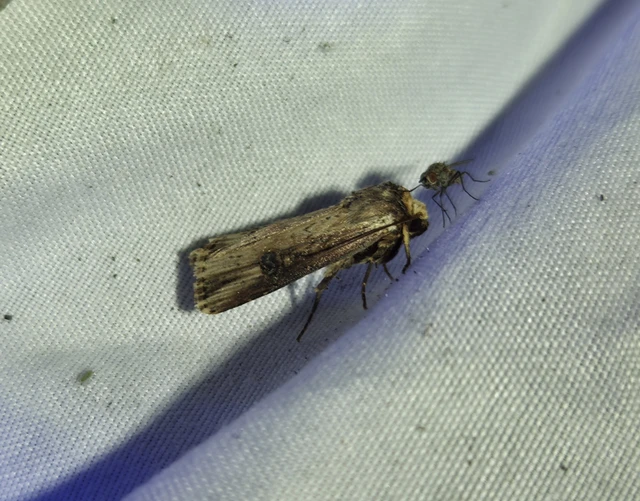 Axylia putris - vonalkás földibagoly