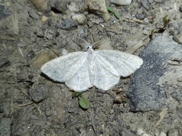 Cabera exanthemata - pettyes égeraraszoló
