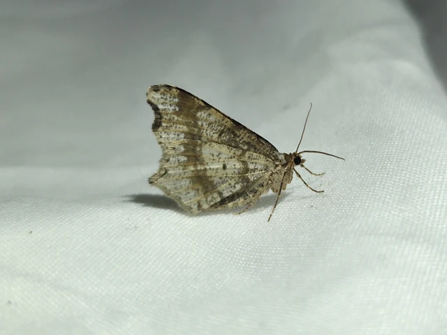 Macaria alternata - közönséges szürkearaszoló