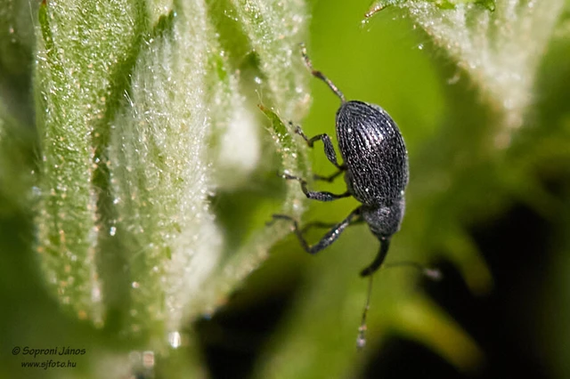 Anthonomus rubi - szamóca-bimbólikasztó Anthonomus rubi - szamóca-bimbólikasztó