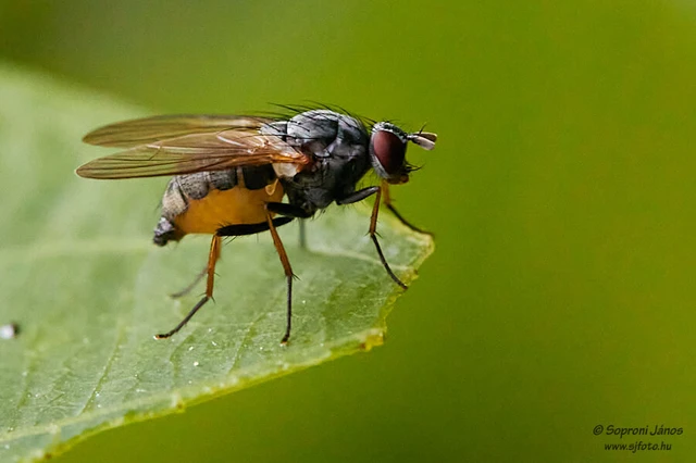 Diptera - Kétszárnyúak