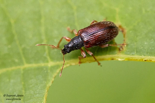Phyllobius oblongus - közönséges levélormányos