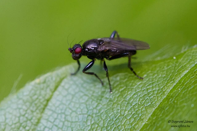 Diptera - Kétszárnyúak