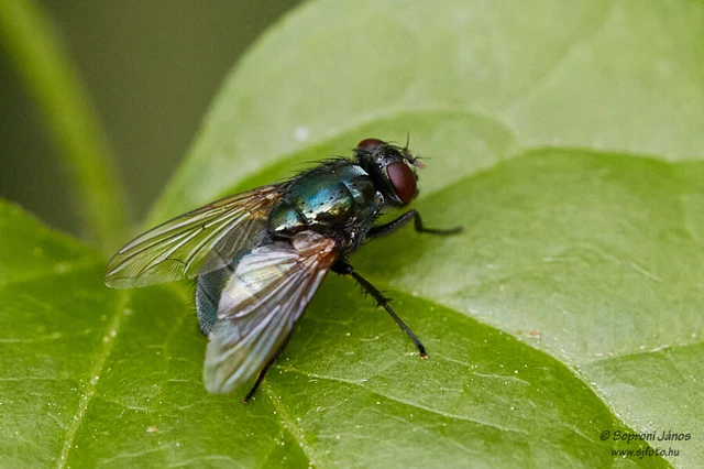 Diptera - Kétszárnyúak