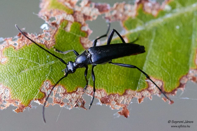 Stenurella nigra - fekete karcsúcincér