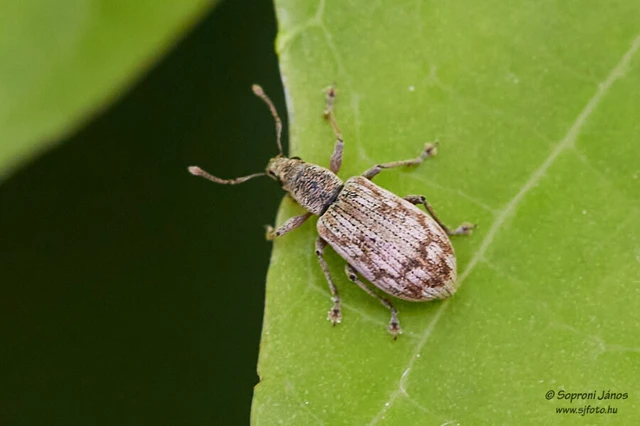 Polydrusus tereticollis - szalagos lombormányos